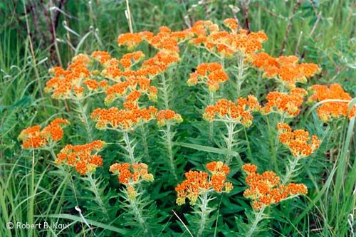 Butterfly Milkweed