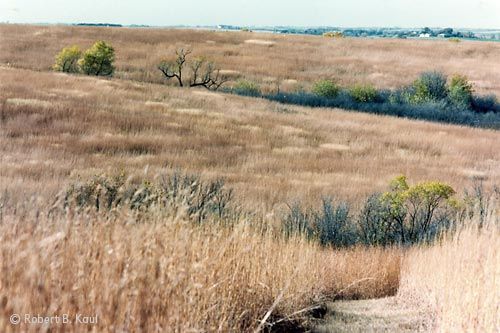 Tallgrass Prairie