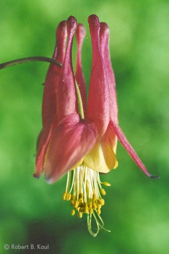 Columbine