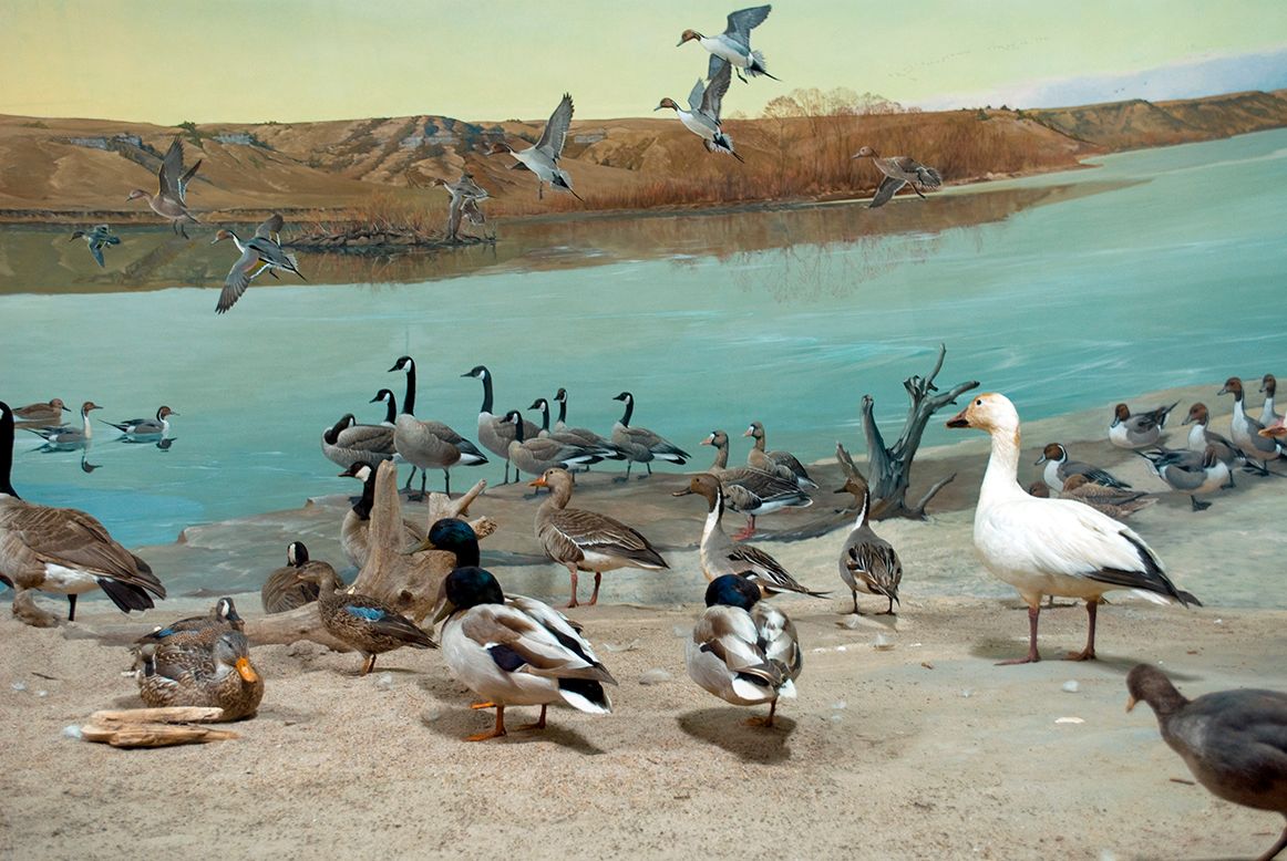 Nebraska's Saline Wetlands