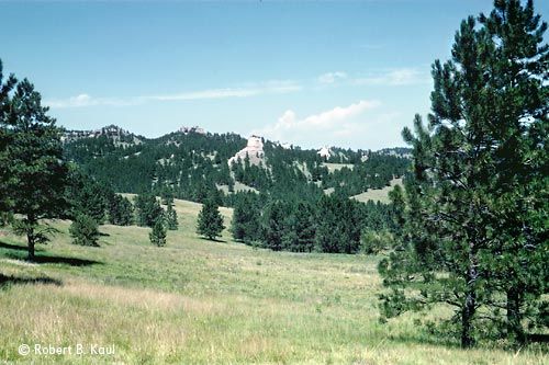 Ponderosa Pine